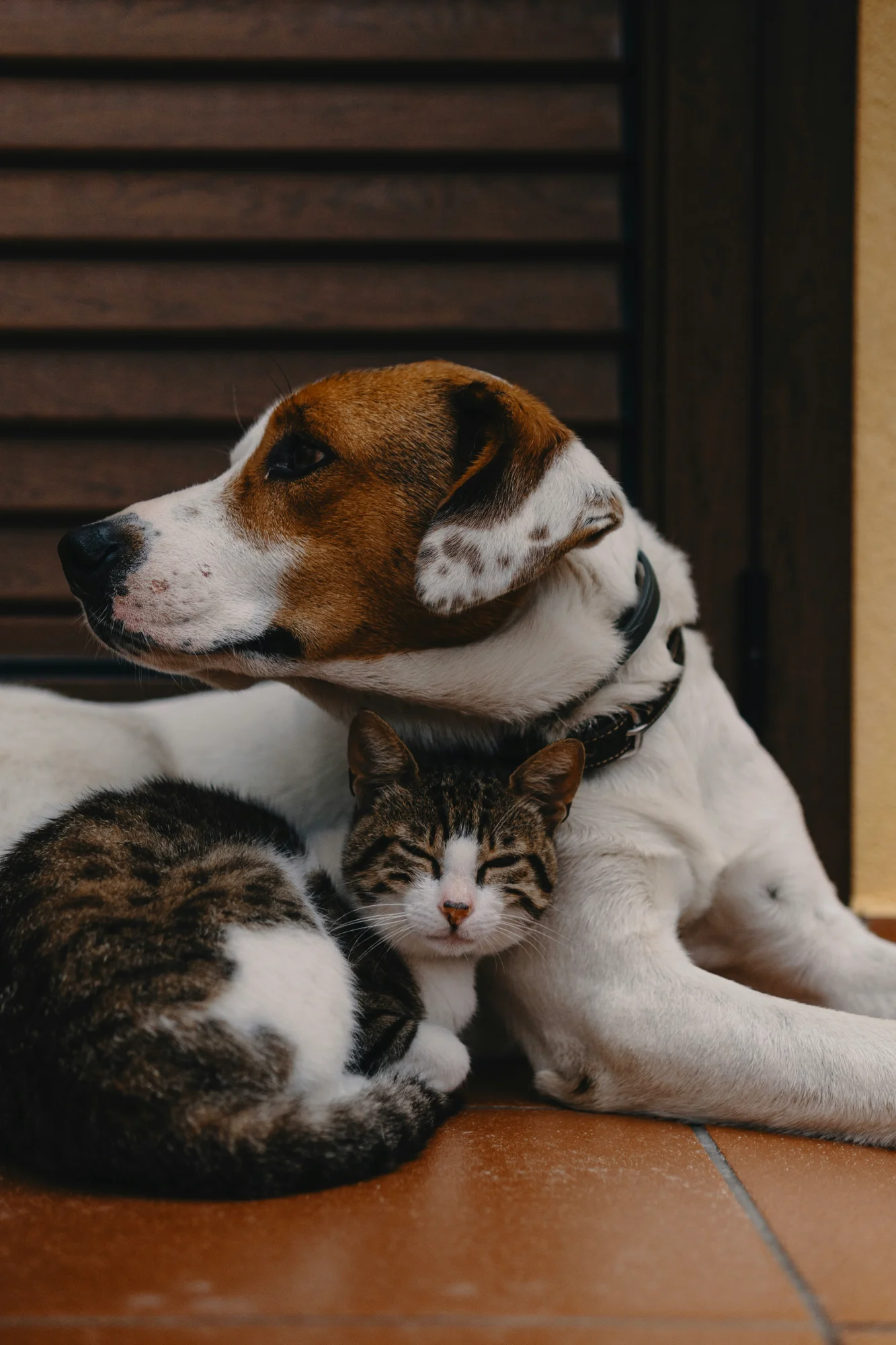 Cat and dog cuddling together