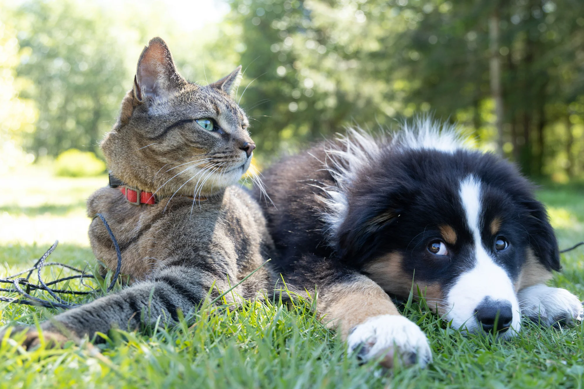 Cat and dog in the grass